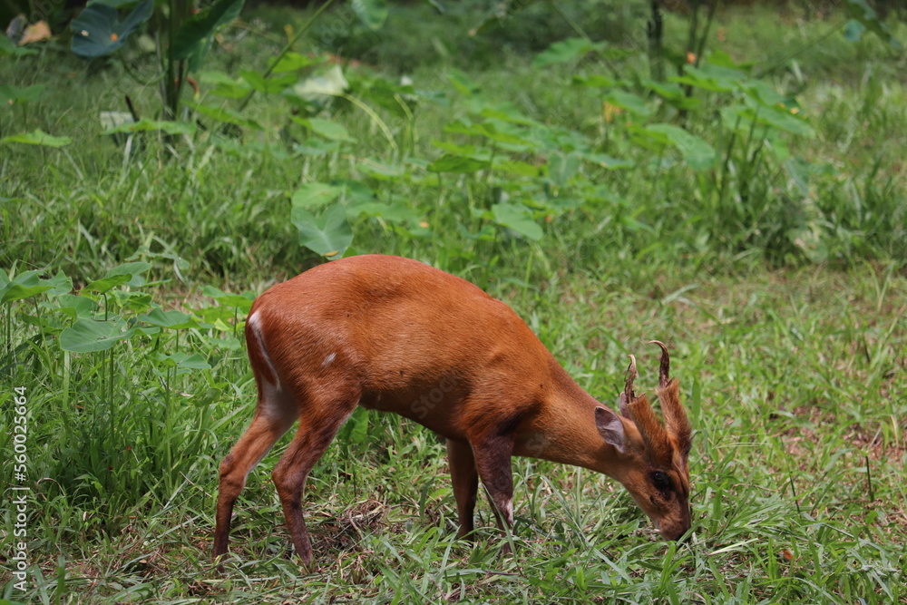 A male beautiful Barking deer at the zoo of Dhaka, Banglades A male beautiful Barking deer at the zoo of Dhaka, Banglades