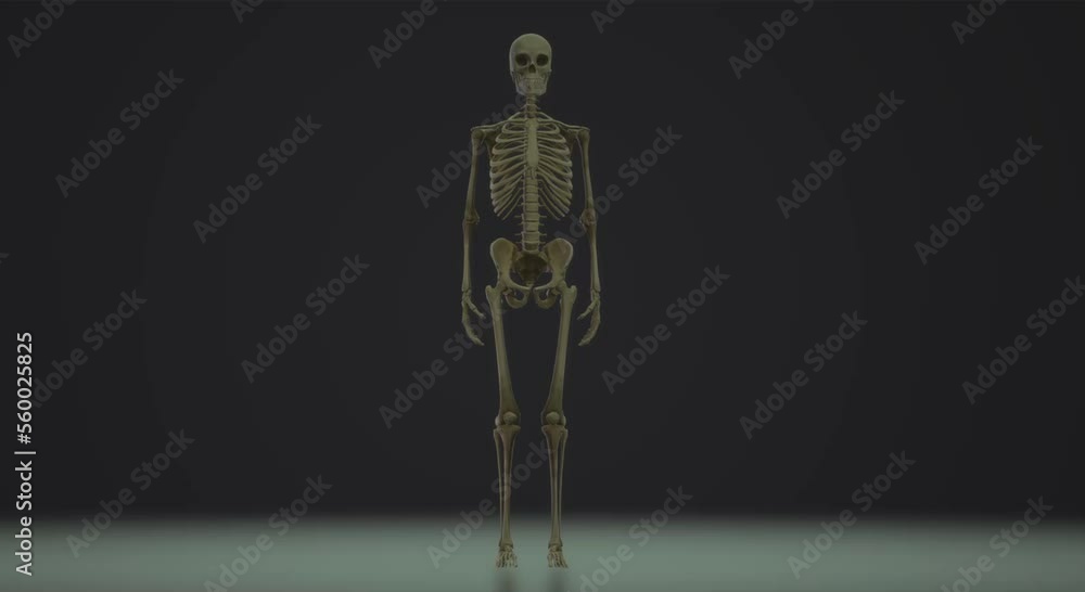 human body anatomy, skull skeleton human body anatomy, skull skeleton