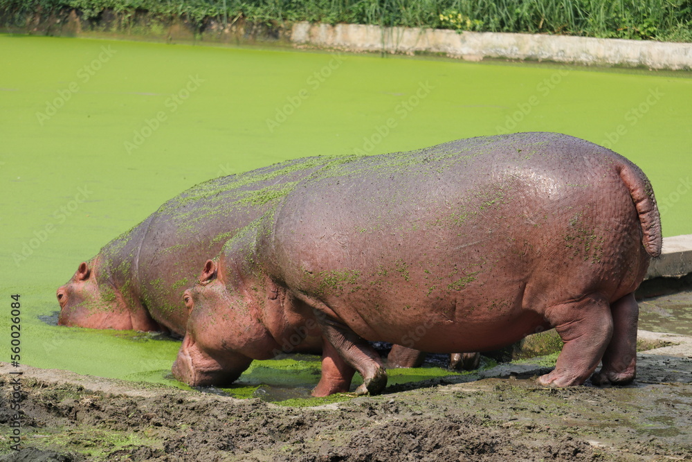 A pair of giant hippopotomus in a zoo of Bangladesh A pair of giant hippopotomus in a zoo of Bangladesh