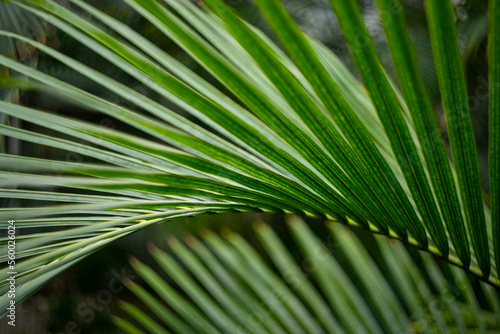 palm leaf in the detail