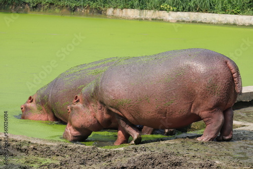  A pair of giant hippopotomus in a zoo of Bangladesh