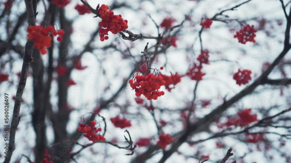 Red fruits of mountain ash in winter, it is snowing. The fruits of mountain ash against the background of a winter landscape. Small snow Red fruits of mountain ash in winter, it is snowing. The fruits of mountain ash against the background of a winter landscape. Small snow