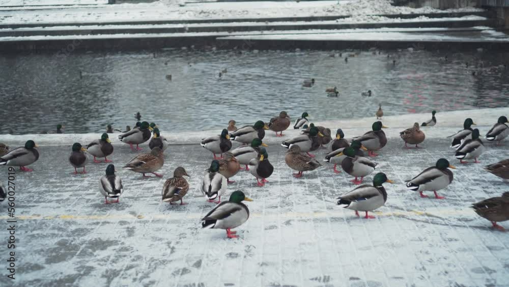 Wintering birds of passage. Ducks and Drakes Sitting on Cobblestones Near the City Pond, Cloudy Snowy Day, Beginning of Winter Wintering birds of passage. Ducks and Drakes Sitting on Cobblestones Near the City Pond, Cloudy Snowy Day, Beginning of Winter