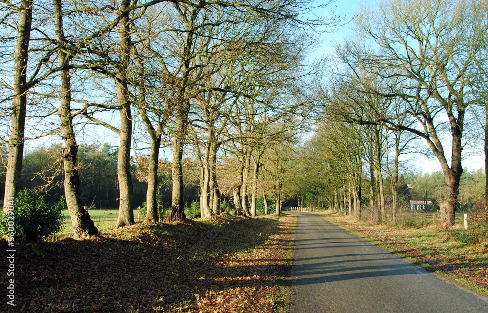 Tree lined country road in Overijssel, one of the north eastern provinces in the Netherlands Tree lined country road in Overijssel, one of the north eastern provinces in the Netherlands