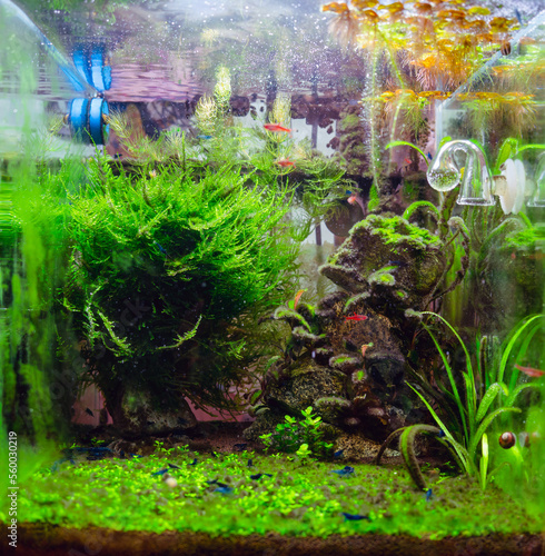 Algae in a freshwater aquascape with CO2, a home dirty aquarium with fish, shrimp and plants overgrown with different types of algae photo