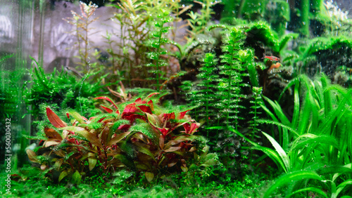 Algae in a dirty home aquarium with CO2, Alternanthera reineckii mini covered with different types of algae