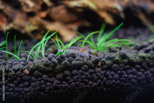 Cuadro en lienzo Freshwater amano shrimp on the soil in a plant aquascape