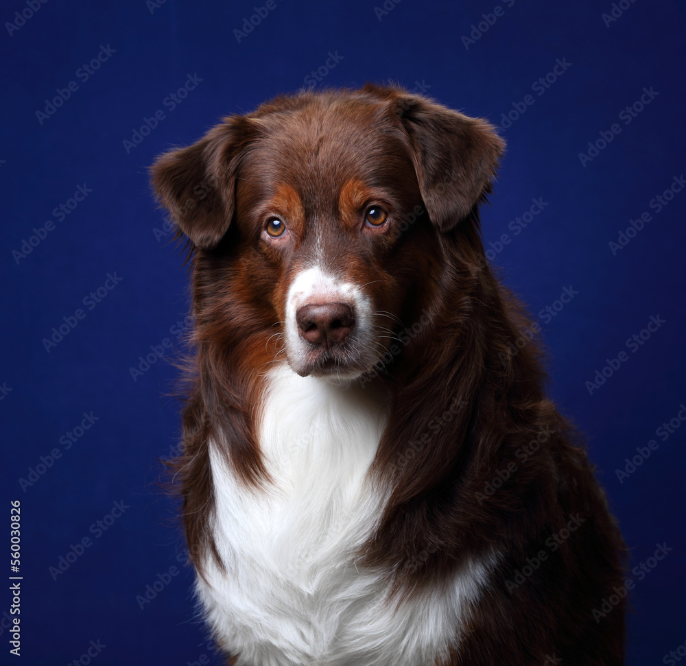 Beautiful dog Australian Shepherd, portrait on a blue background