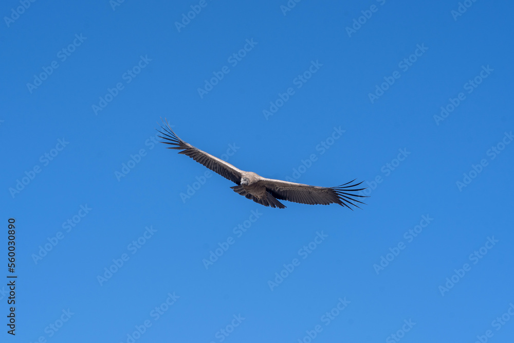 Obraz premium condor vulture in flight