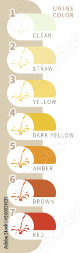 Urine color chart with gradients from clear to yellow and orange and even darker. An indicator of the degree of dehydration. Vector illustration.