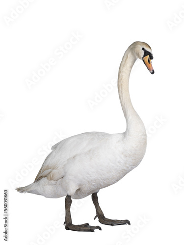 Beautiful male white Mute swan, standing side ways. Looking to camera. Isolated cutout on transparent background.