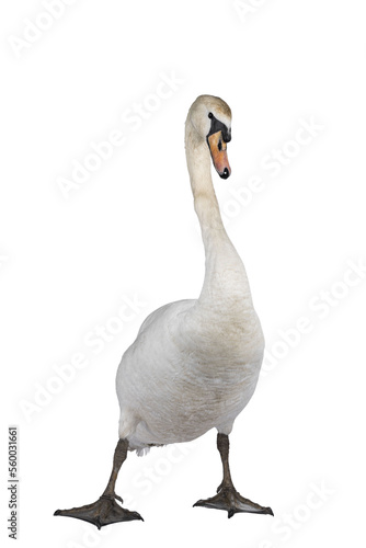 Fototapeta Naklejka Na Ścianę i Meble -  Beautiful male white Mute swan, standing facing front. Looking to camera. One paw in front with attitude. Isolated cutout on transparent background.
