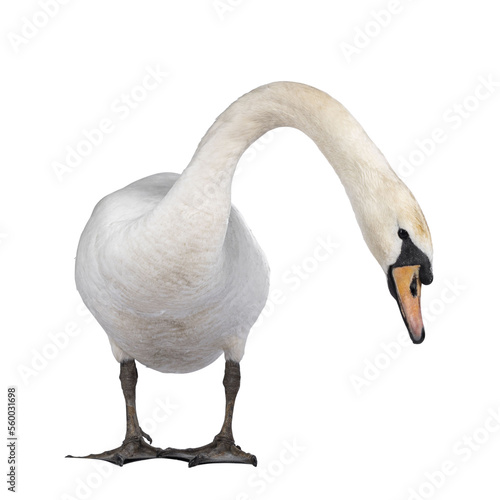 Beautiful male white Mute swan, standing facing front. Looking to camera. Head and neck stretched side ways looking for food. Isolated cutout on transparent background. photo