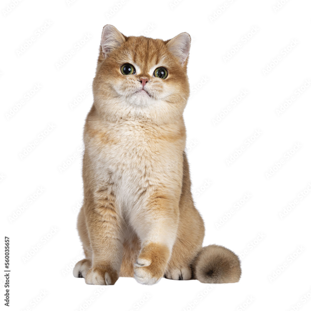 Cute golden shaded British Shorthair cat kitten, sitting up facing front. Looking towards camera with big round eyes. Isolated cutout on a transparent background.