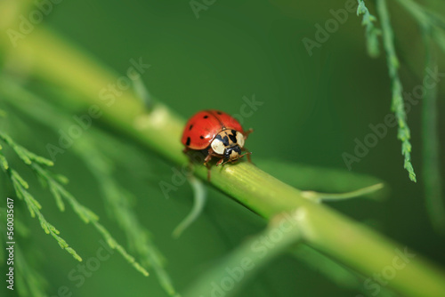 Red ladybug sitting on plant © olena