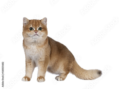 Canvas Print Cute golden shaded British Shorthair cat kitten, standing side wayy