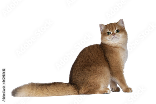 Cute golden shaded British Shorthair cat kitten, sitting up side ways. Looking towards camera with big round eyes. Isolated cutout on a transparent background.