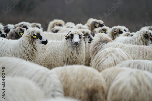 Fototapeta Naklejka Na Ścianę i Meble -  The flock of sheep on the beautiful mountain meadow. Scenic landscape background on mountainous terrain. flock of sheep.