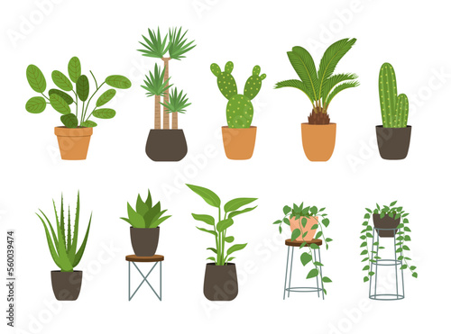 Indoor garden potted plants. Houseplants for interior home decoration, green plant in flowerpot