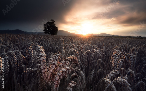Fototapeta Naklejka Na Ścianę i Meble -  Beskidy