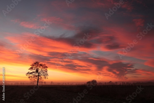 A tree in a field at sunrise, January