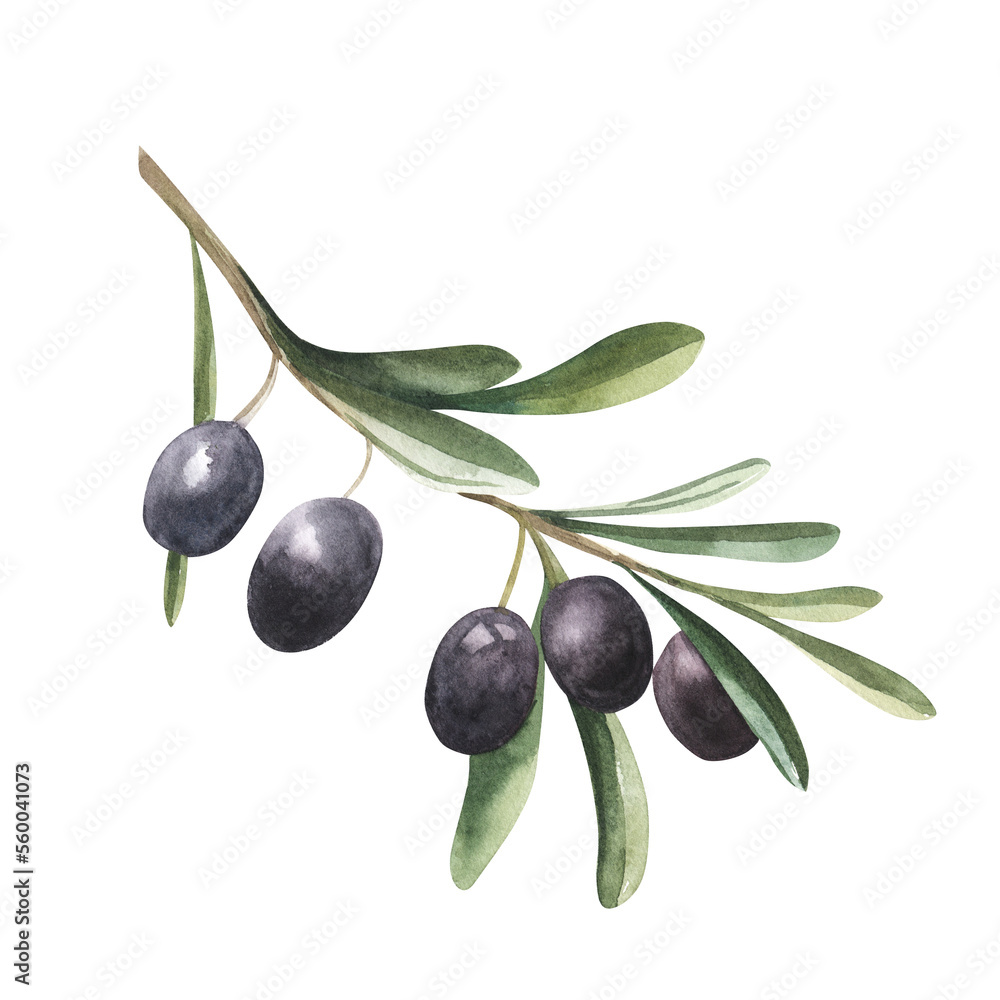 Watercolor drawing of olive branch with leaves isolated on white ...