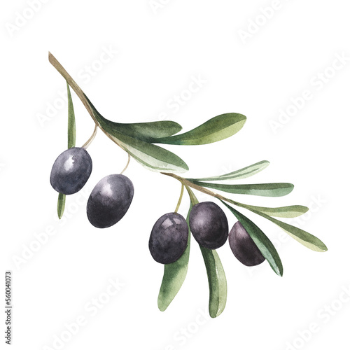 Watercolor drawing of olive branch with leaves isolated on white background. Hand drawn illustration with black olive.