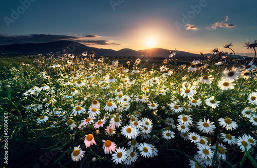 Fototapeta Naklejka Na Ścianę i Meble -  Beskidy - pola