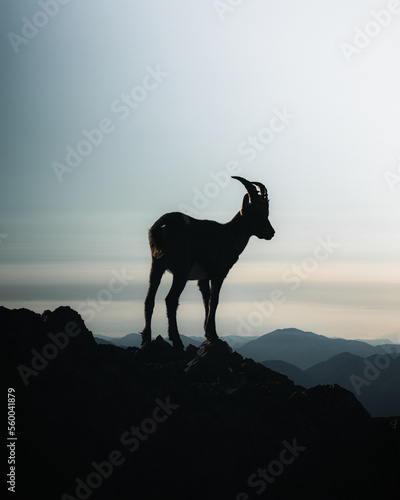 silhouette goat on the mountain