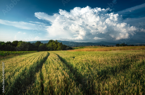 Fototapeta Naklejka Na Ścianę i Meble -  Beskidy - pola