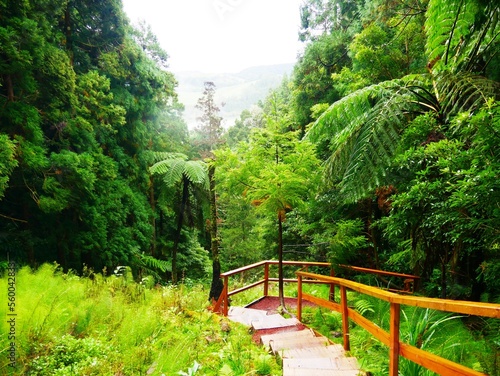 Escalier en bois dans la forêt tropicale du parc naturel Parque da Grena près du lac de Furnas dans l'archipel des Açores. Île de Sao Miguel. Portugal photo