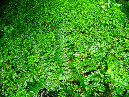 Fougère de la forêt tropicale du parc naturel Parque da Grena près du lac de Furnas dans l'archipel des Açores. Île de Sao Miguel. Portugal photo