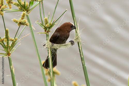 Amblyospize à front blanc, nid, .Amblyospiza albifrons, Thick billed Weaver photo