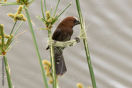 Amblyospize à front blanc, nid, .Amblyospiza albifrons, Thick billed Weaver photo