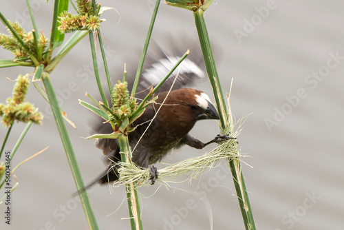 Amblyospize à front blanc, nid, .Amblyospiza albifrons, Thick billed Weaver photo