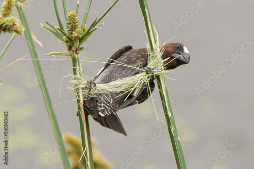 Amblyospize à front blanc, nid, .Amblyospiza albifrons, Thick billed Weaver photo