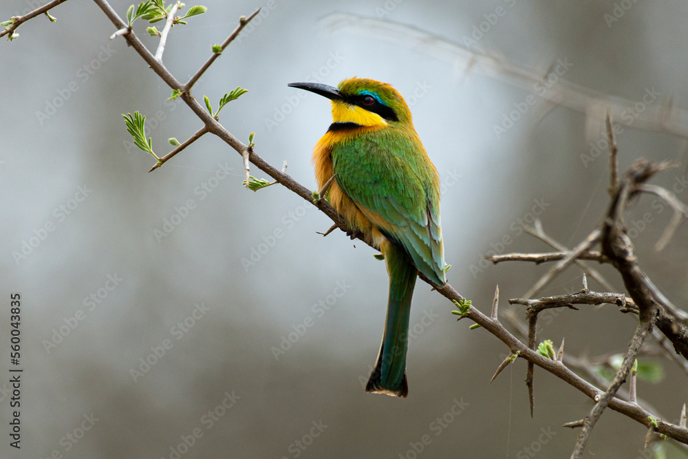 Obraz premium Guêpier nain,.Merops pusillus, Little Bee eater