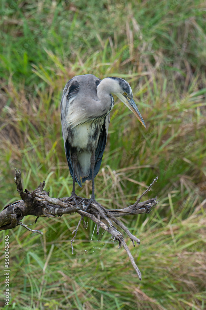 Fototapeta premium Héron cendré, Ardea cinerea, Grey Heron