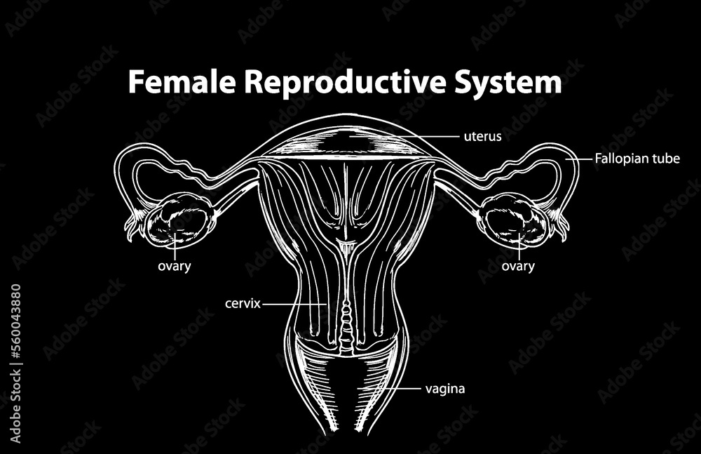 Female Reproductive System Vector Female Reproductive System Vector