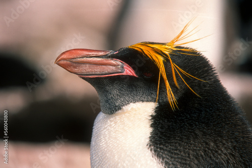 Gorfou doré,.Eudyptes chrysolophus, Macaroni Penguin, Iles Falkland, Iles Malouines photo