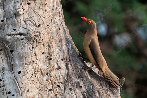 Piqueboeuf à bec rouge, Red billed Oxpecker, Buphagus erythrorhynchus photo