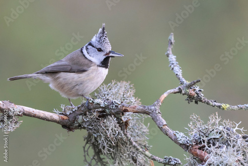 Crested tit in winter