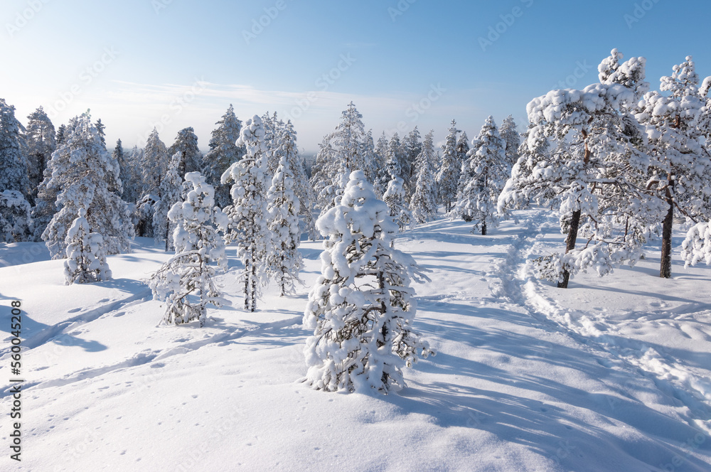 Winter landscape with snow covered trees in Finnish Lapland.
