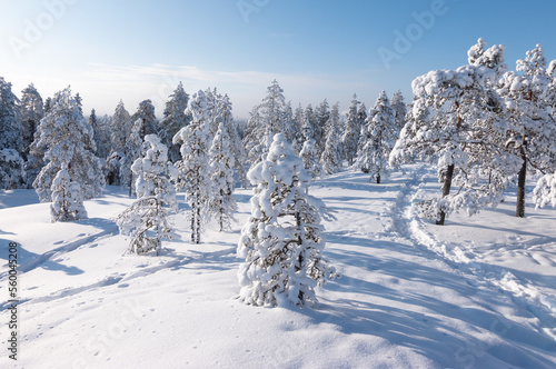 Obraz na płótnie Winter landscape with snow covered trees in Finnish Lapland. w salonie