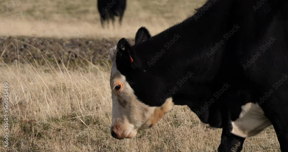 Large black cow with white head eating grass in a field in slow motion Large black cow with white head eating grass in a field in slow motion