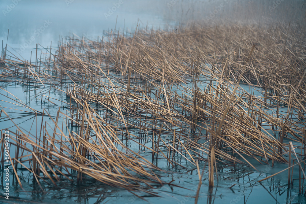 snapped orange reeds in a frozen blue lake snapped orange reeds in a frozen blue lake