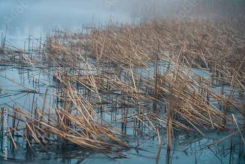 snapped orange reeds in a frozen blue lake