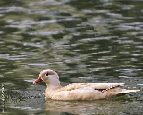 duck in the water