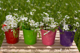 four small buckets of different colors, full of green flax plants with flowers