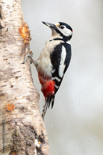 Canvas Print Close up portrait of a Great Spotted Woodpecker (dendrocopos major) facing left and pecking on the trunk of a Silver Birch tree